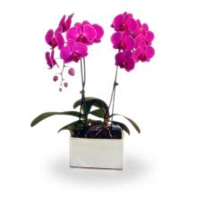 Double Phaleanopsis