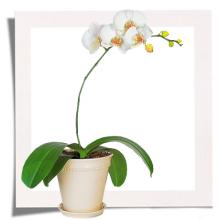 Phaleanopsis Orchid