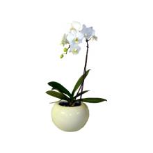 Phaleanopsis Orchid