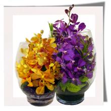 Sensual Orchids